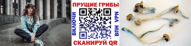 KRAKEN ССЫЛКА  Кропоткин  Галлюциногенные грибы Cubensis 
